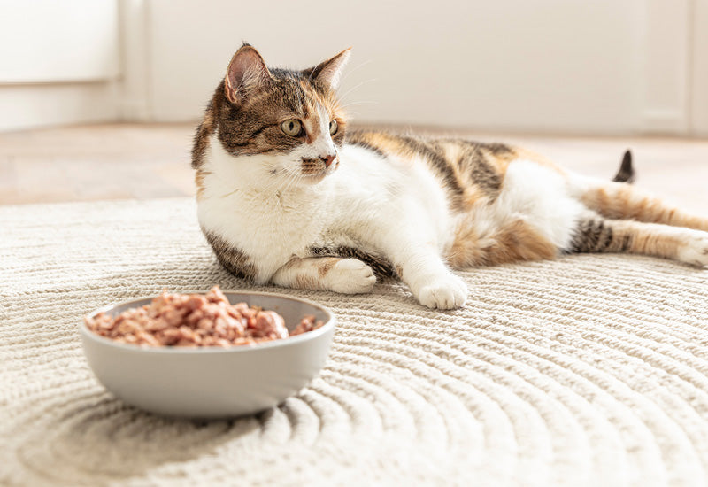 mera CATS Produktlinienteaser - Katze mit Nassfutter