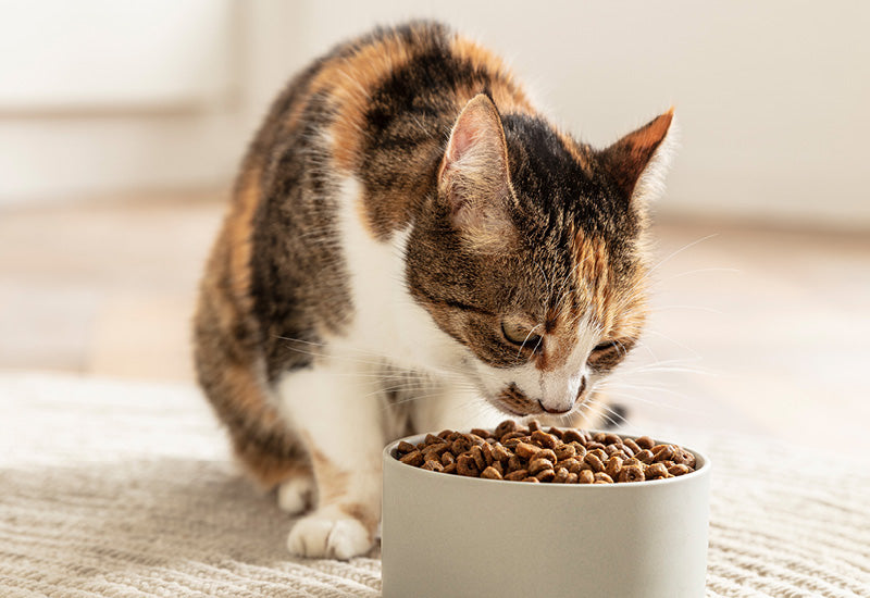 mera CATS Produktinienteaser - Katze am Napf