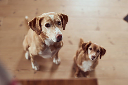 Adultfutter Hunde