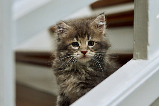 Kittenfutter