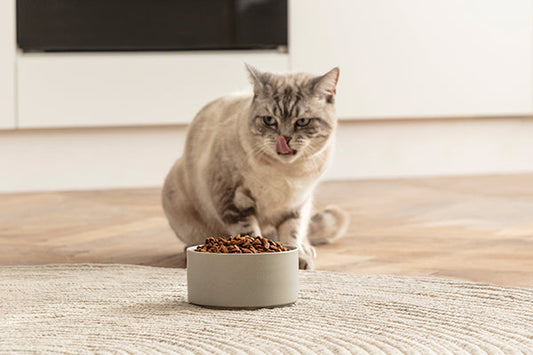 Trockenfutter Katzen