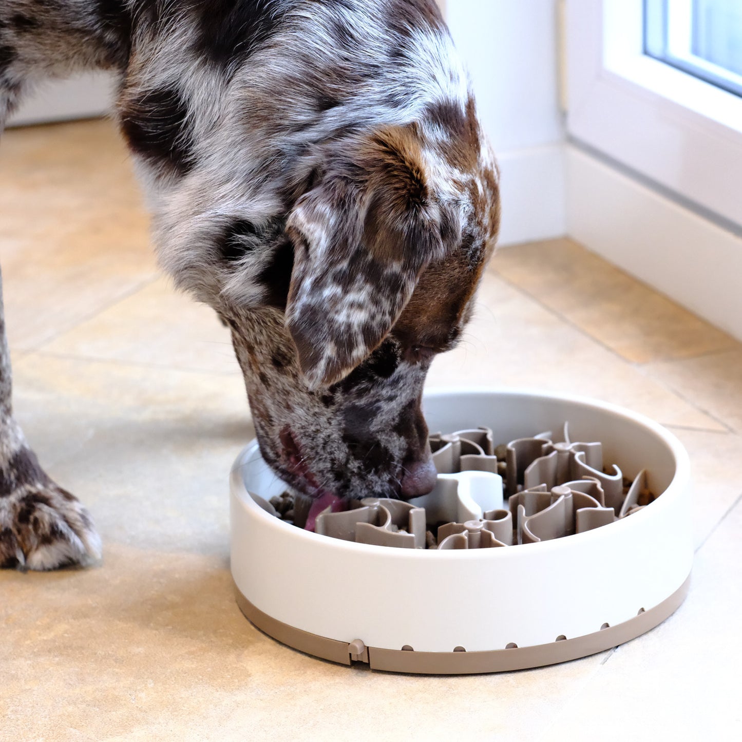 Anti Schling Napf Hund Davybarkmo Soulbowl