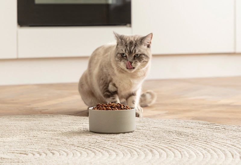 mera finest fit Teaserbild - Katze mit Napf