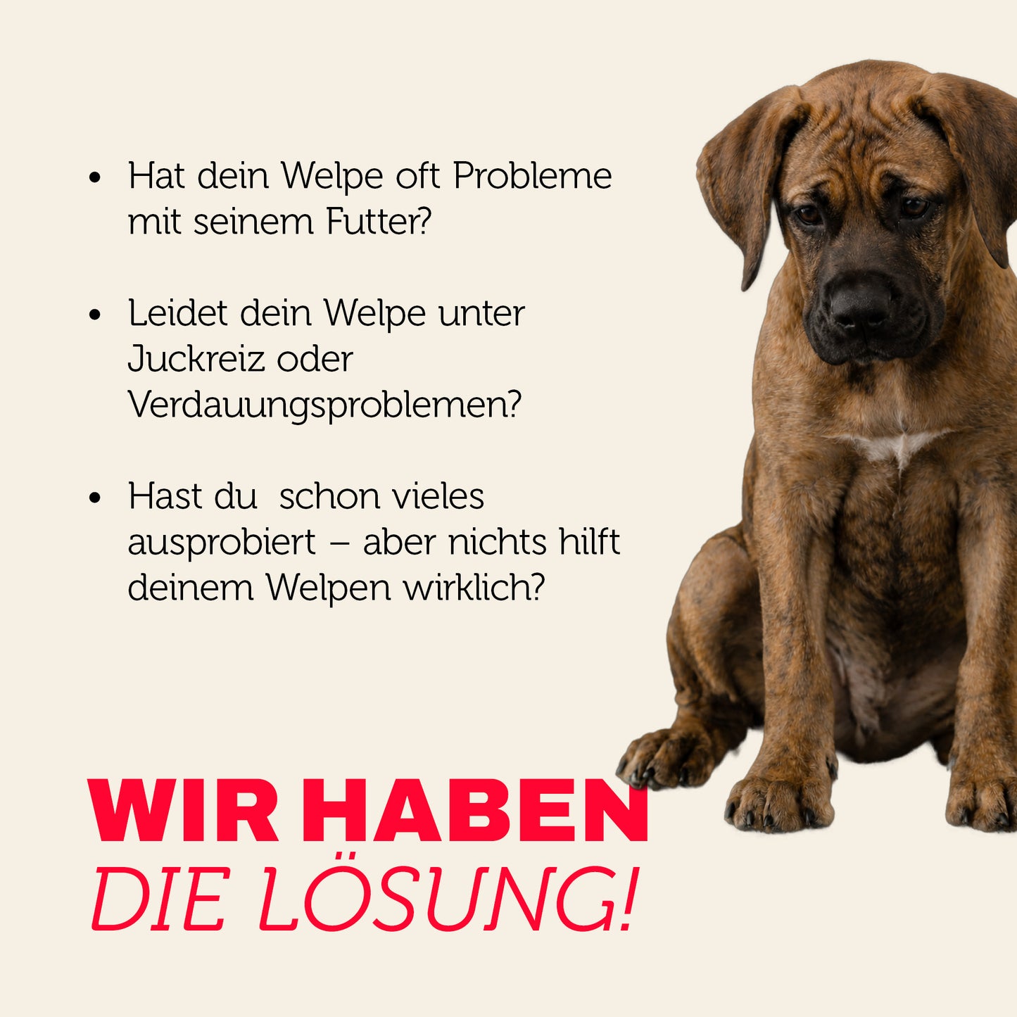 Welpe mit Futterproblemen – individuelle Lösung für sensible Hunde