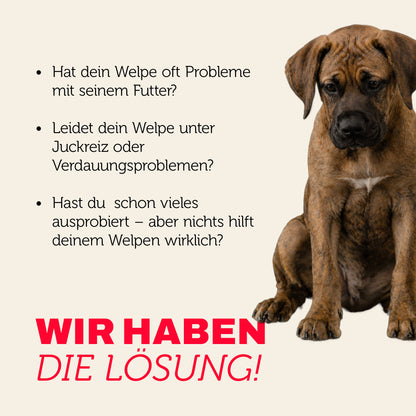 Welpe mit Futterproblemen – individuelle Lösung für sensible Hunde