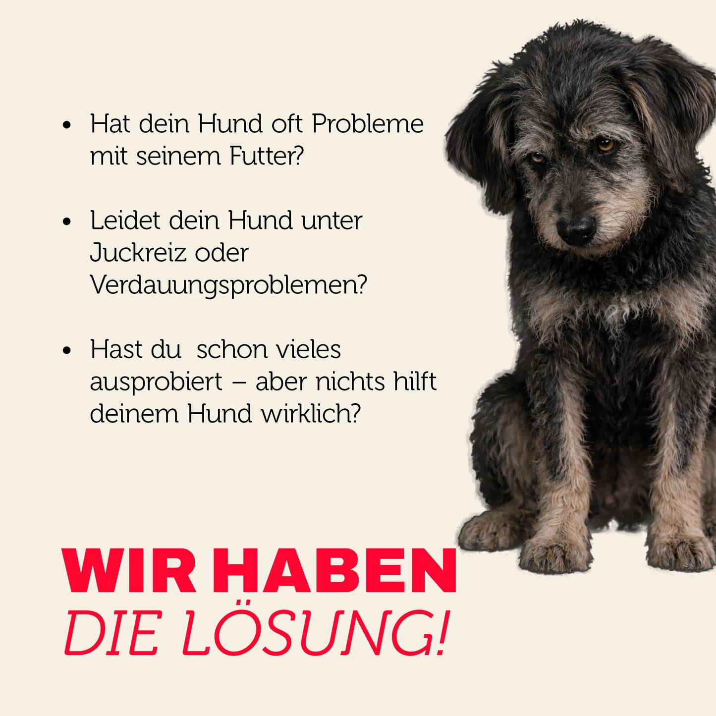 Hund mit Futterproblemen, Juckreiz oder Verdauungsproblemen – mera hat die Lösung
