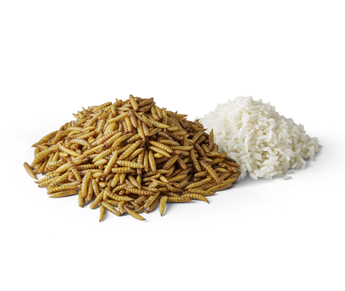 Insect Protein Trockenfutter