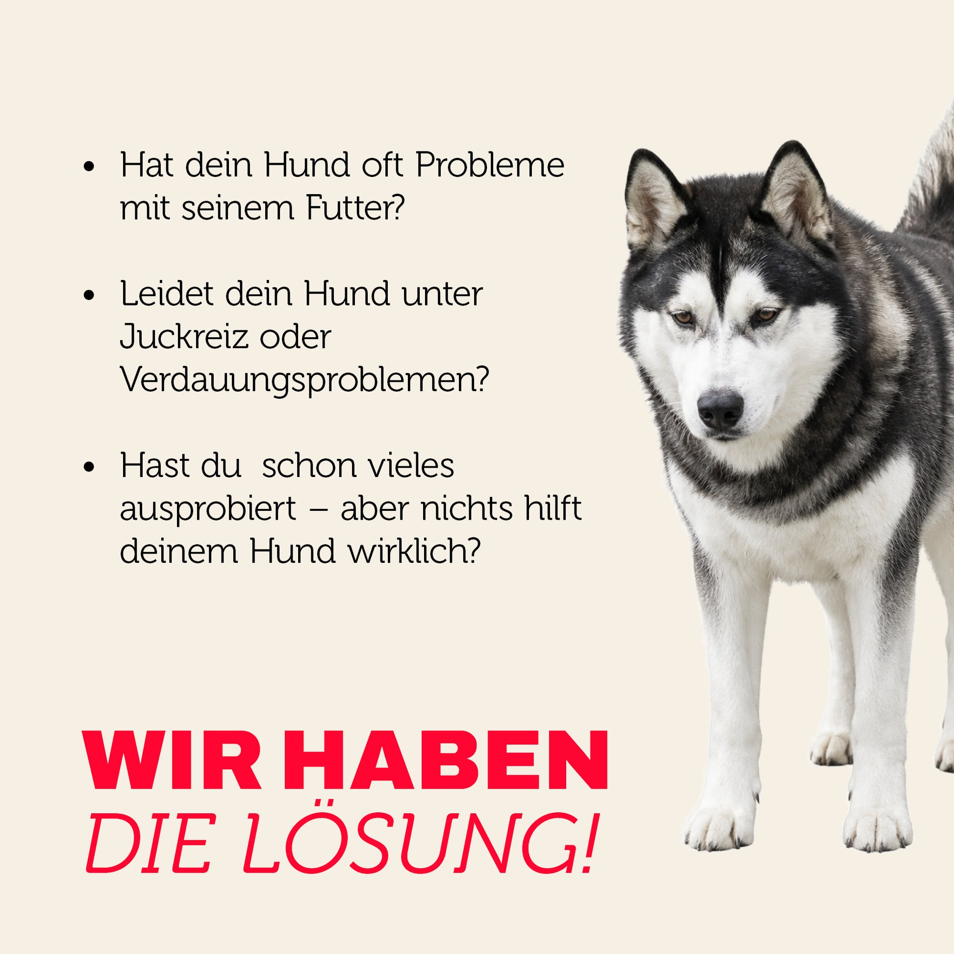 Hund mit Futterproblemen, Juckreiz oder Verdauungsproblemen – mera hat die Lösung