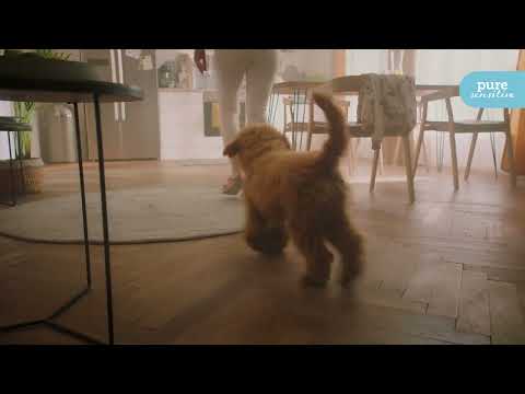 mera pure sensitive hypoallergenes Hundefutter