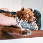 dog